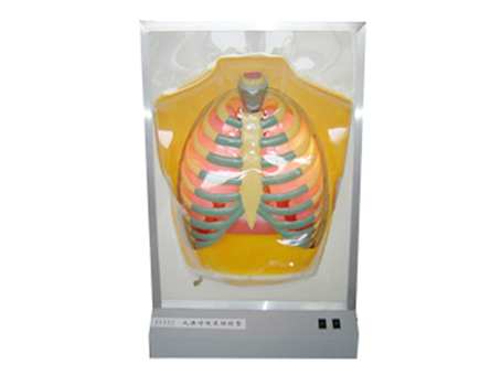 SD-101 33224���w�����\��ģ��